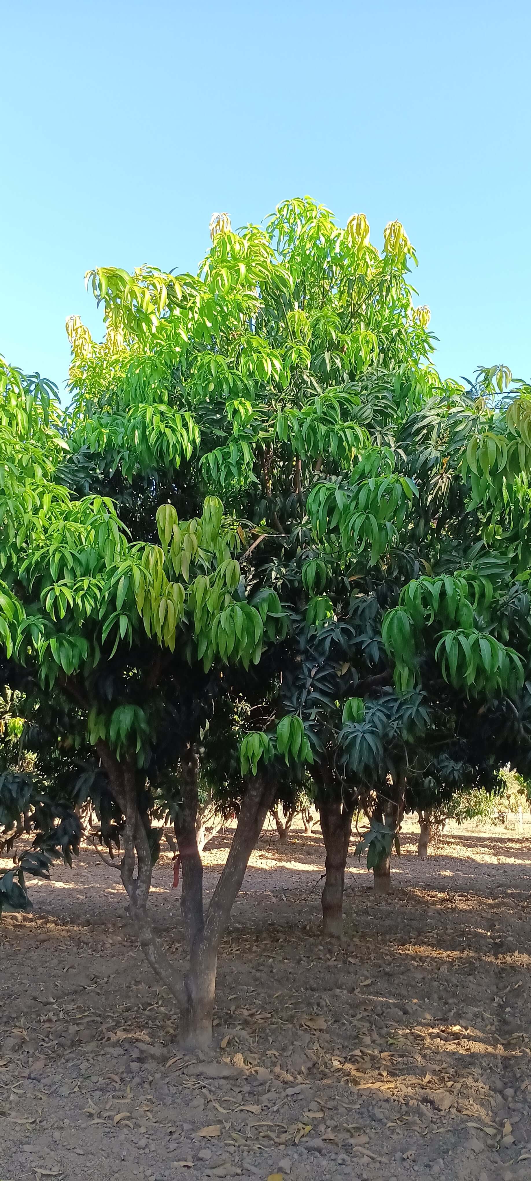 Tall trees with green leaves against a clear blue sky