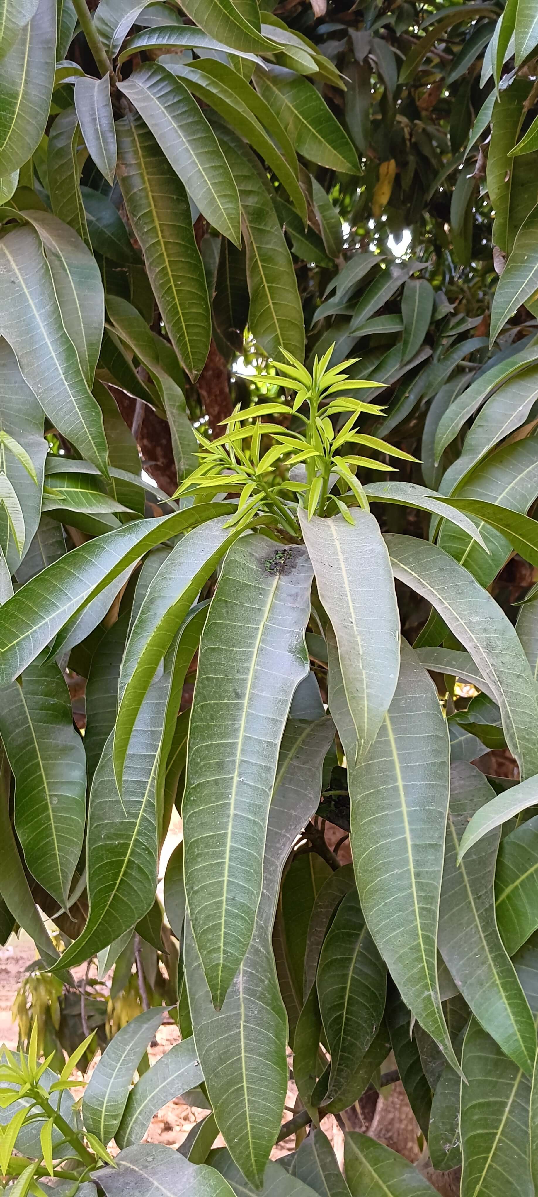 Close-up of green leaves with a blurred background