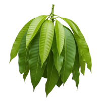 Organic Mango Leaf Concentrate Powder