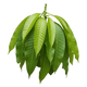 Leaf Concentrate
