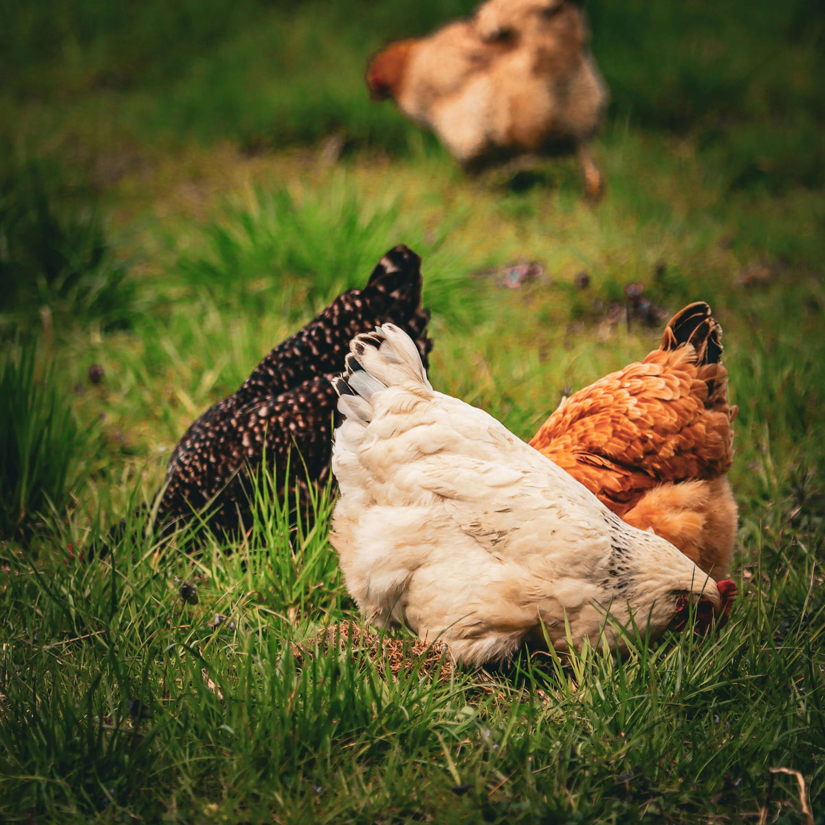 Three chickens, one white, one black, and one brown, foraging in a grassy field.