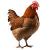 Developed for Poultry Nutrition