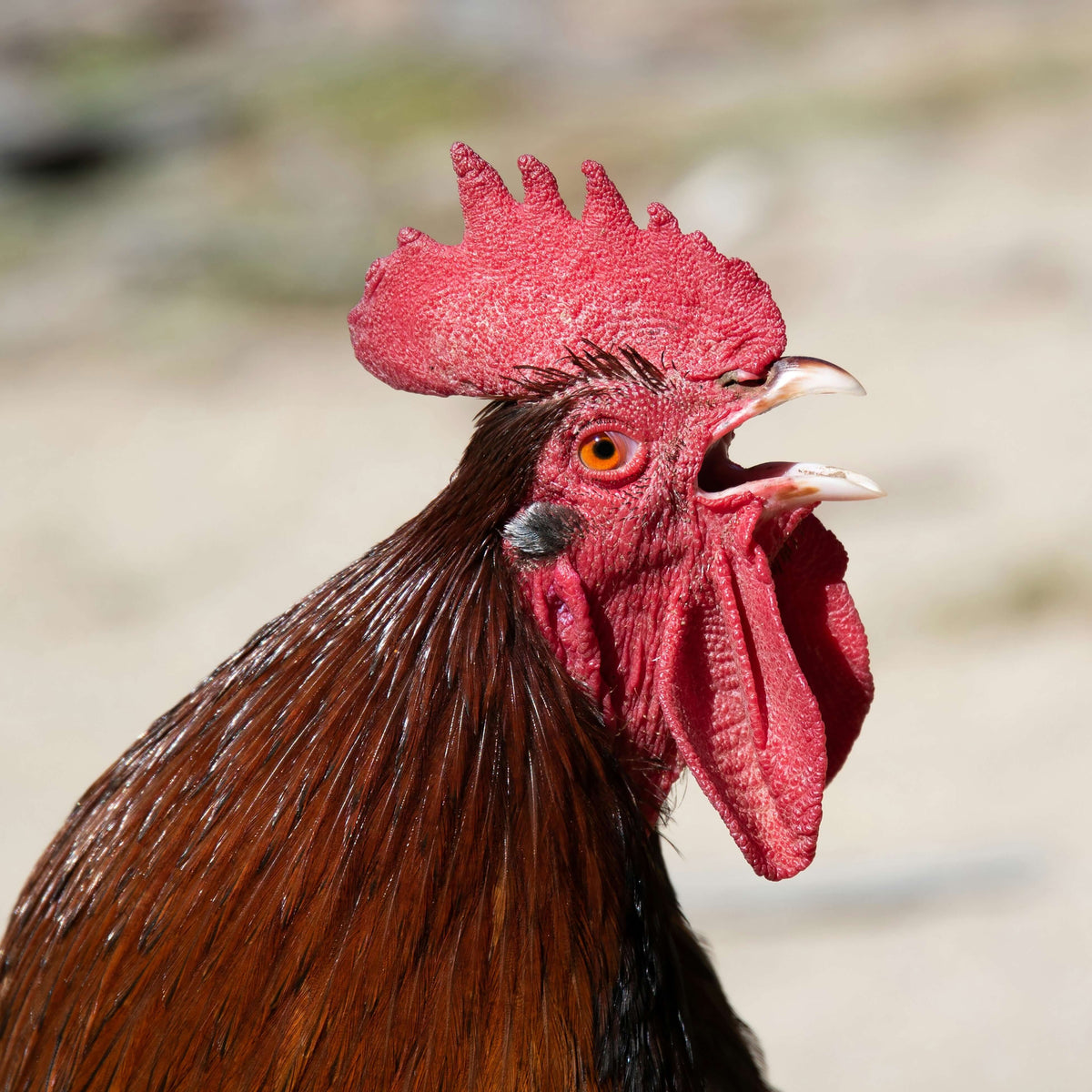 Close-up of a rooster with a red comb and wattle against a blurred natural background